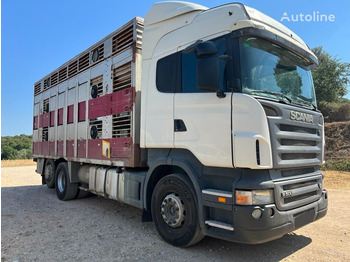 Scania R500-LB6X2 - Camion transport animale