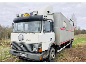 Camion transport animale Iveco 145: Foto 1