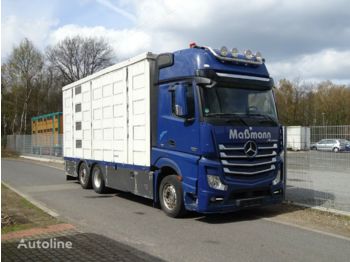 Camion transport animale MERCEDES-BENZ Actros 2551 6x2: Foto 1