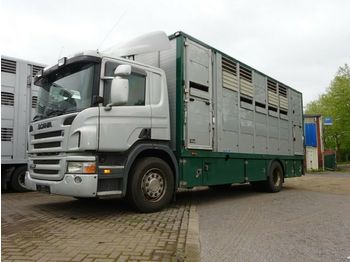 Camion transport animale Scania P 380 mitt Menke Doppelstock: Foto 1