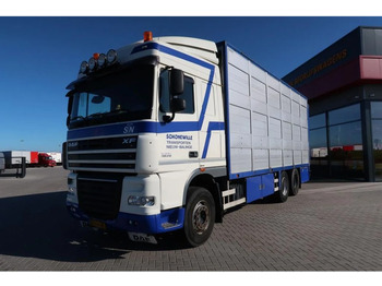 Camion transport animale DAF XF 105