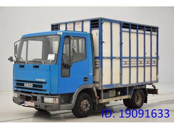 Camion transport animale IVECO