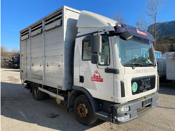 Camion transport animale MAN TGL 12.220