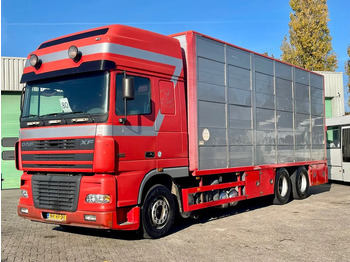 Camion transport animale DAF XF 95 430