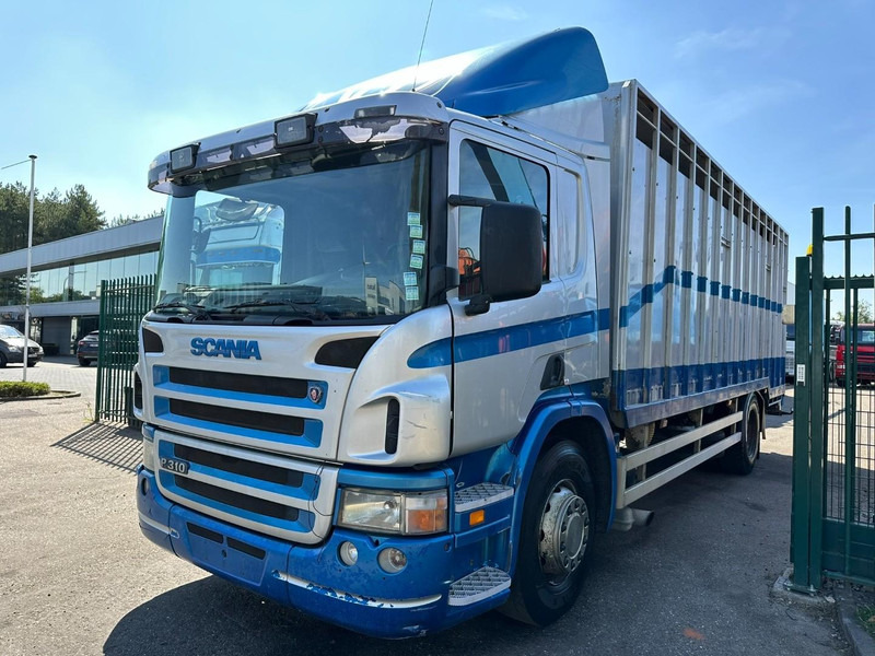 Scania P310 4x2 LIVESTOCK / VEEWAGEN / TIERTRANSPORT / BETAILLERE - ALU BOX 7m - MANUAL - A/C - BELGIAN TRUCK - Camion transport animale: Foto 3 Scania P310 4x2 LIVESTOCK / VEEWAGEN / TIERTRANSPORT / BETAILLERE - ALU BOX 7m - MANUAL - A/C - BELGIAN TRUCK - Camion transport animale: Foto 3