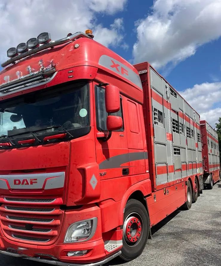 DAF XF 530 + Przyczepa Pezzaoli - 3X Trzoda, 2 X Bydło I 3 poziomy I Podnoszony dach I Hydroburta I Osie Skrętne I Poidła I Wentylatory I Pilot Manualny | - Alte utilaje: Foto 1 DAF XF 530 + Przyczepa Pezzaoli - 3X Trzoda, 2 X Bydło I 3 poziomy I Podnoszony dach I Hydroburta I Osie Skrętne I Poidła I Wentylatory I Pilot Manualny | - Alte utilaje: Foto 1