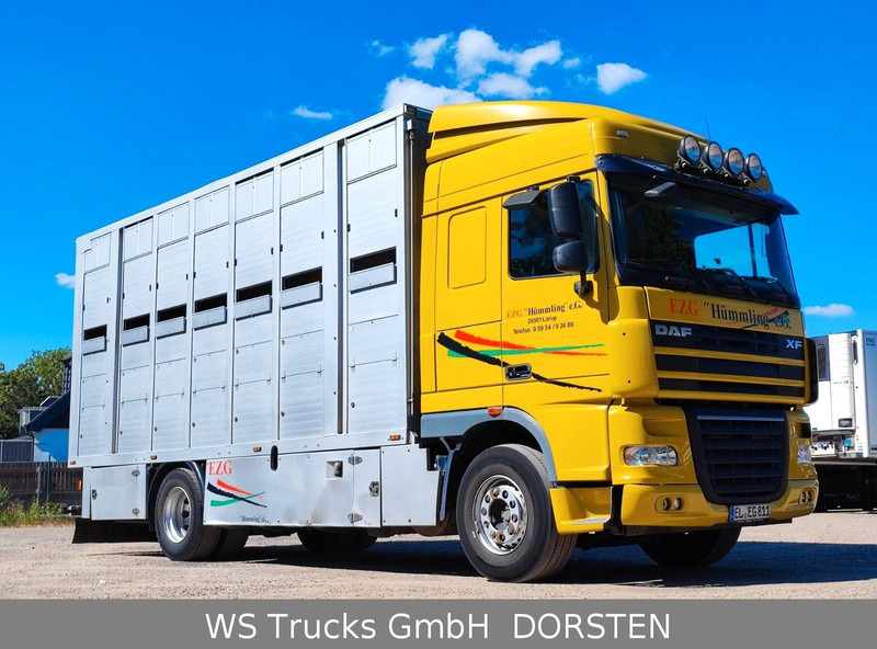 DAF XF410 Menke Doppelstock - Camion transport animale: Foto 3 DAF XF410 Menke Doppelstock - Camion transport animale: Foto 3