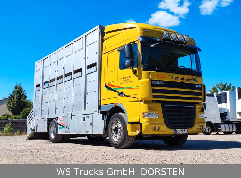 DAF XF410 Menke Doppelstock - Camion transport animale: Foto 2 DAF XF410 Menke Doppelstock - Camion transport animale: Foto 2