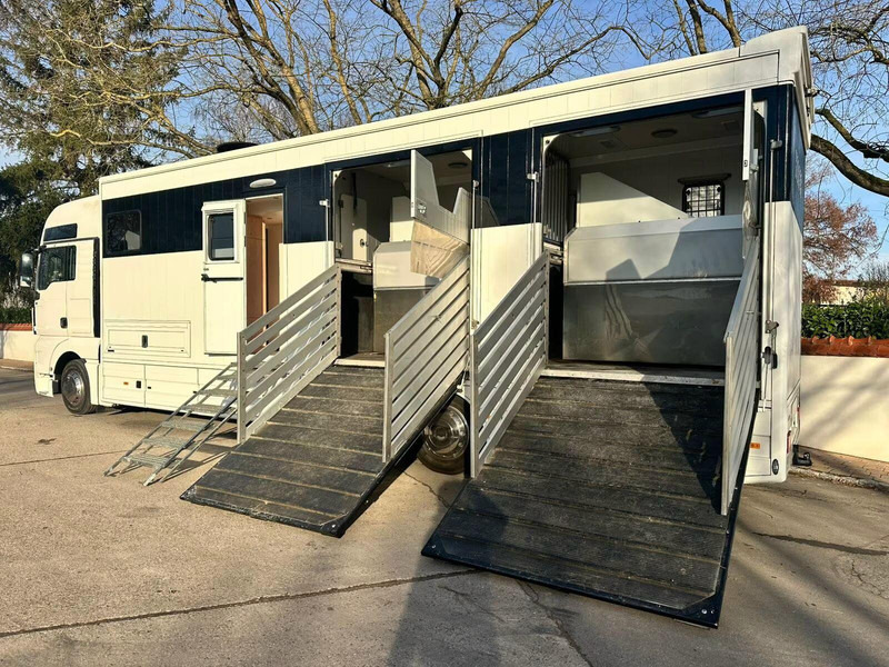 MAN TGX 26.440 - Horse transporter - Camion transport cai: Foto 5 MAN TGX 26.440 - Horse transporter - Camion transport cai: Foto 5