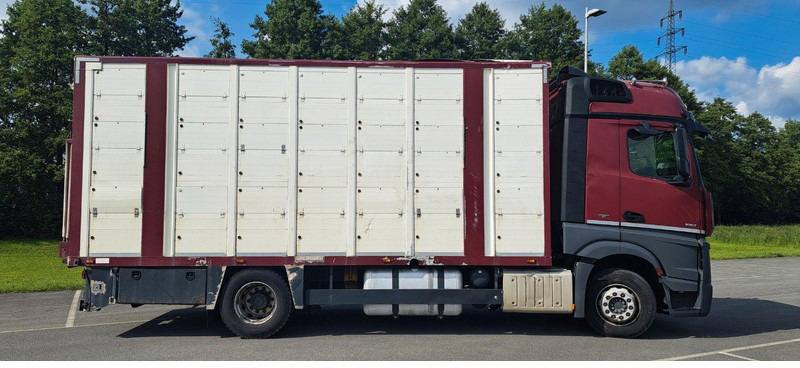 Mercedes-Benz Actros 1851 - Camion transport animale: Foto 2 Mercedes-Benz Actros 1851 - Camion transport animale: Foto 2
